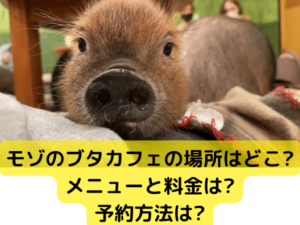 モゾのブタカフェの場所はどこ?メニューと料金は?予約方法は?